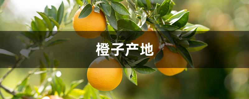 信必果橙子产地图片