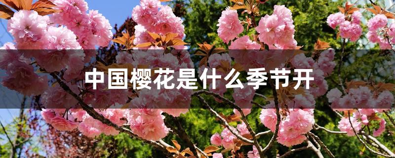 中国樱花是什么季节开