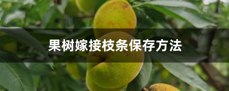 果树嫁接枝条保存方法