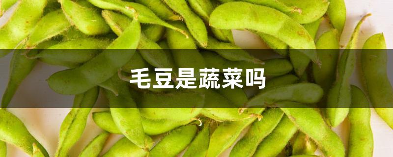 毛豆是蔬菜吗