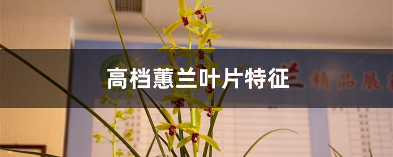 高档蕙兰叶片特征