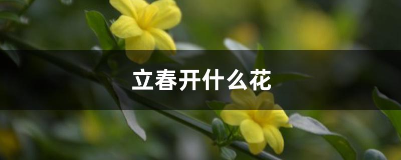 立春开什么花