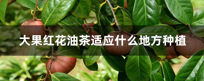 大果红花油茶适应什么地方种植
