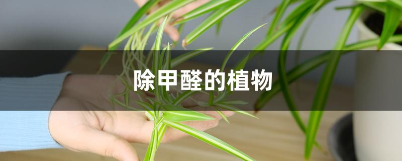 除甲醛的植物