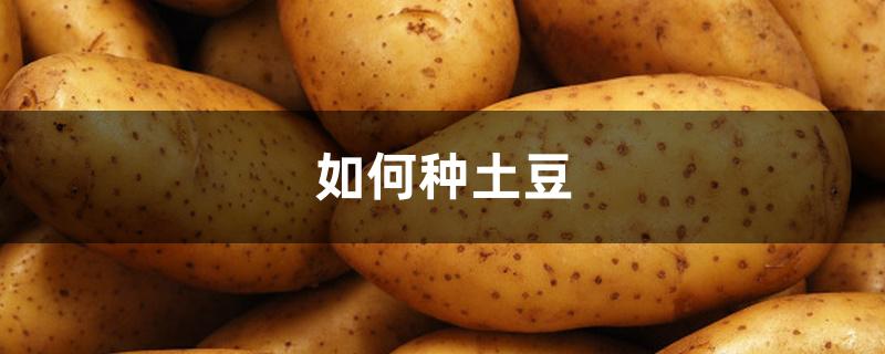 如何种土豆