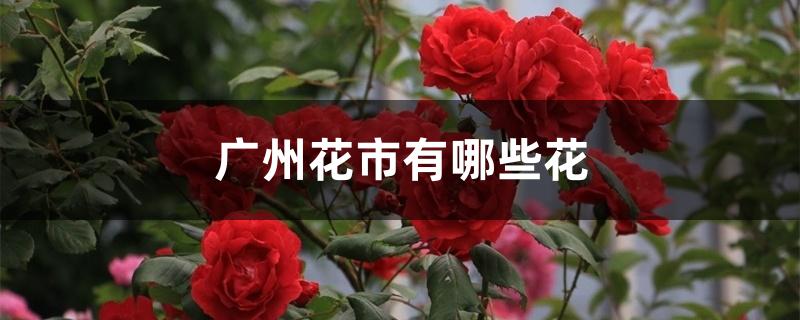 广州花市有哪些花