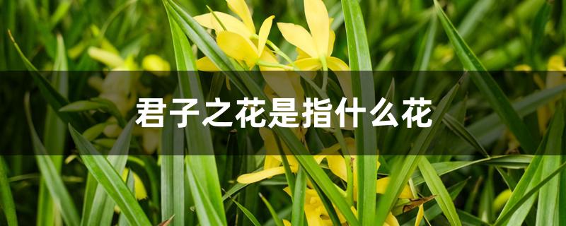 君子之花是指什么花