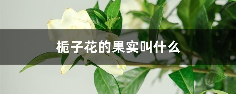 栀子花的果实叫什么