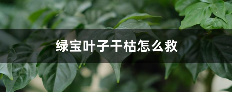 绿宝叶子干枯怎么救