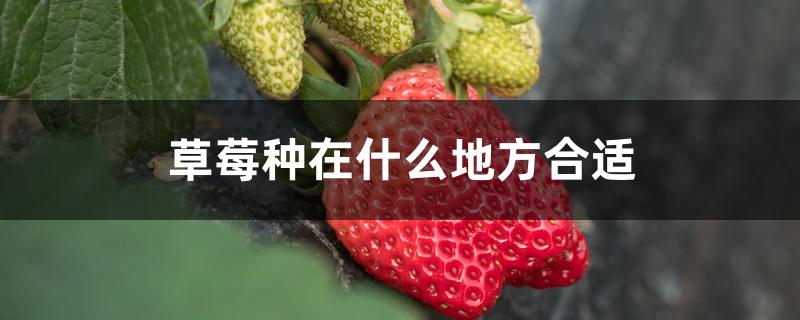 草莓种在什么地方合适