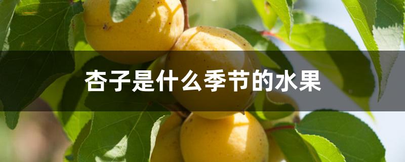 杏子是什么季节的水果