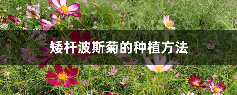 矮杆波斯菊的种植方法