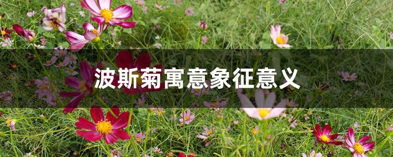 波斯菊图片花语寓意图片