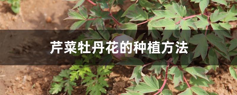 芹菜牡丹花的种植方法