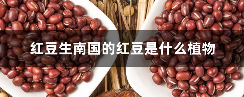 红豆生南国的红豆是什么植物