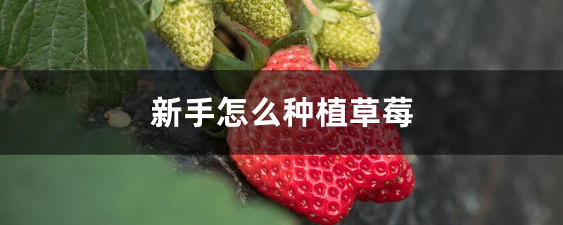 新手怎么种植草莓