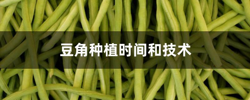 豆角种植时间和技术