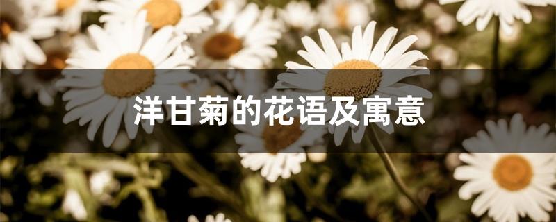 洋甘菊的花语及寓意