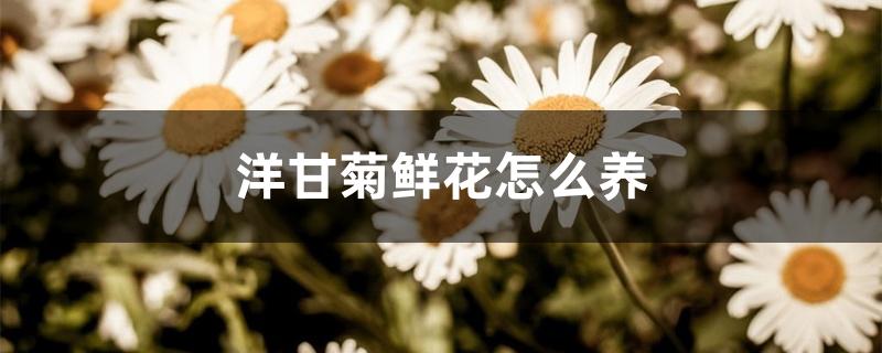 洋甘菊鲜花怎么养