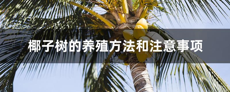椰子树的养殖方法和注意事项