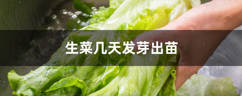 生菜几天发芽出苗