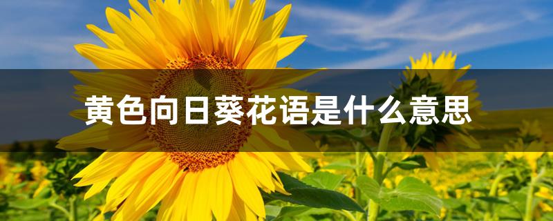 黄色向日葵花语是什么意思