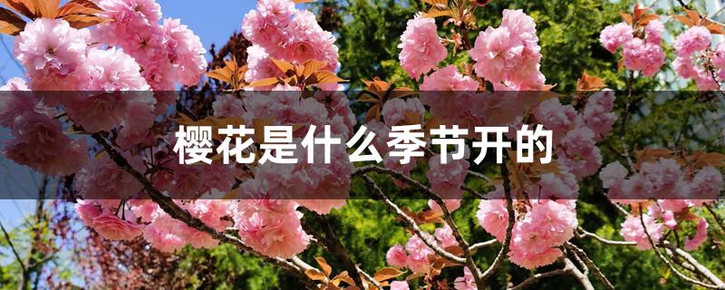 樱花是什么季节开的