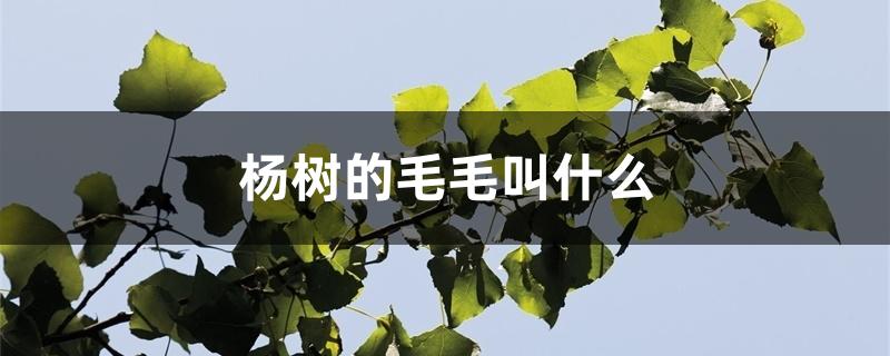 杨树的毛毛叫什么