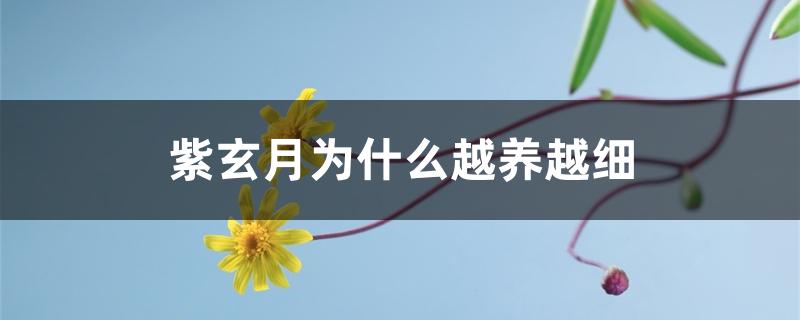 紫玄月为什么越养越细