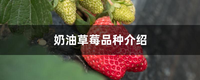 奶油草莓品种介绍