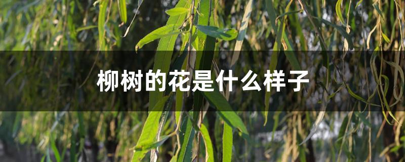 柳树的花是什么样子