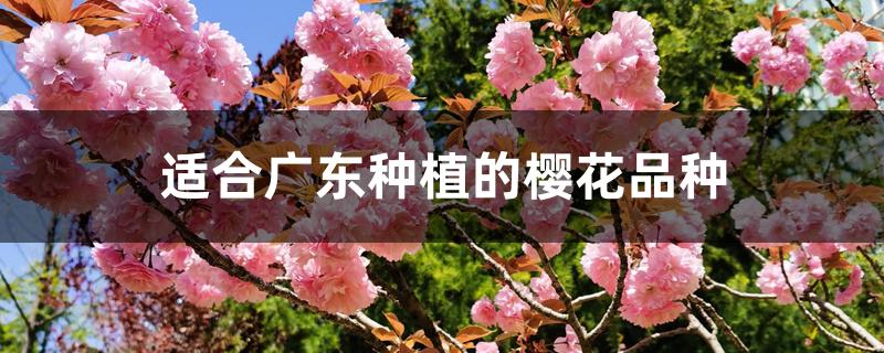 适合广东种植的樱花品种