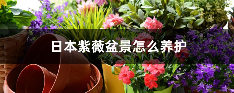 日本紫薇盆景怎么养护