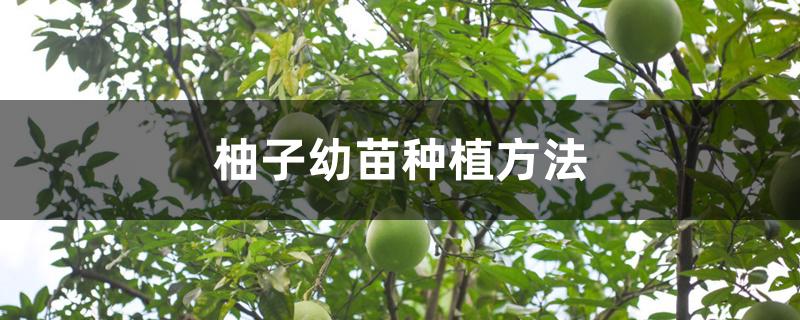 柚子幼苗种植方法