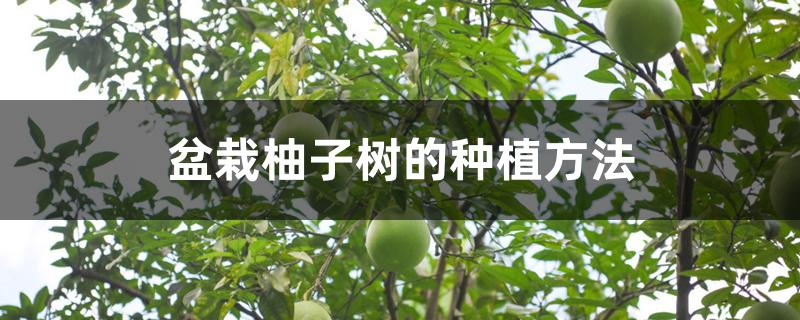盆栽柚子树的种植方法