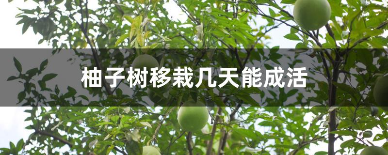 柚子树移栽几天能成活