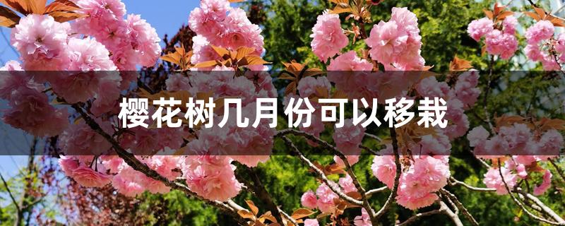樱花树几月份可以移栽
