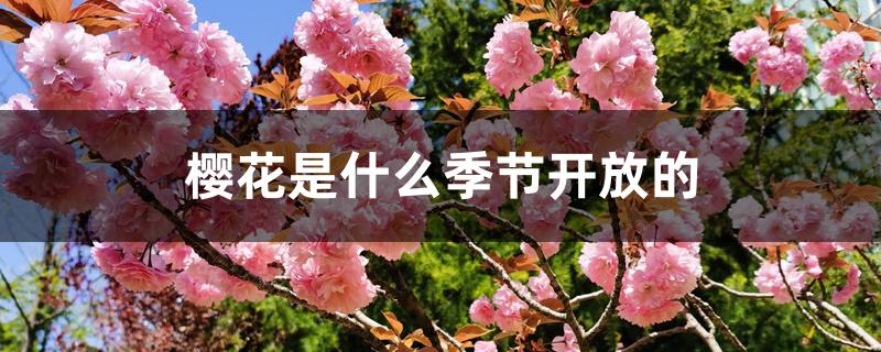 樱花是什么季节开放的