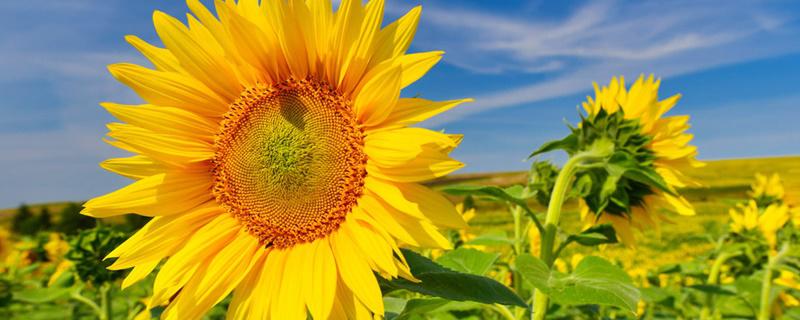 向日葵的茎在生长过程中会朝着太阳的方向转动吗