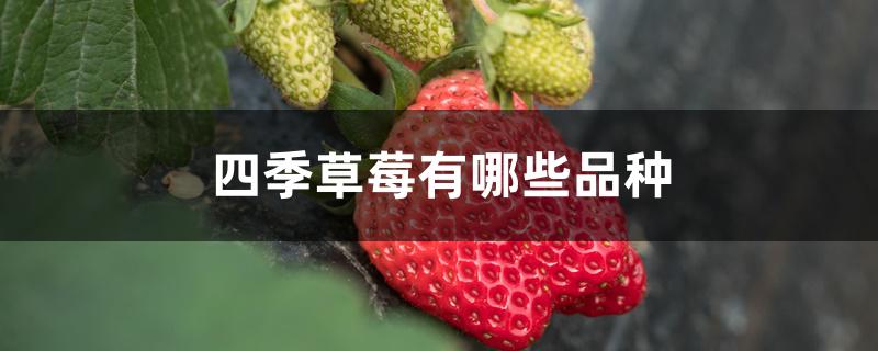 四季草莓有哪些品种