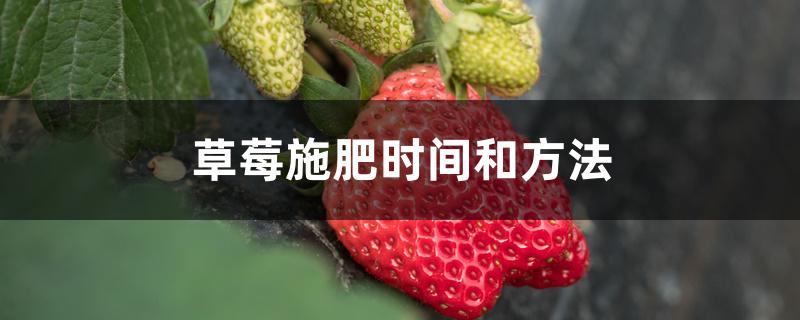 草莓施肥时间和方法