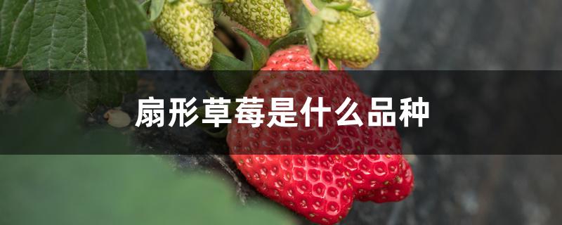 扇形草莓是什么品种