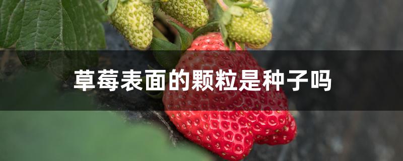 草莓表面的颗粒是种子吗