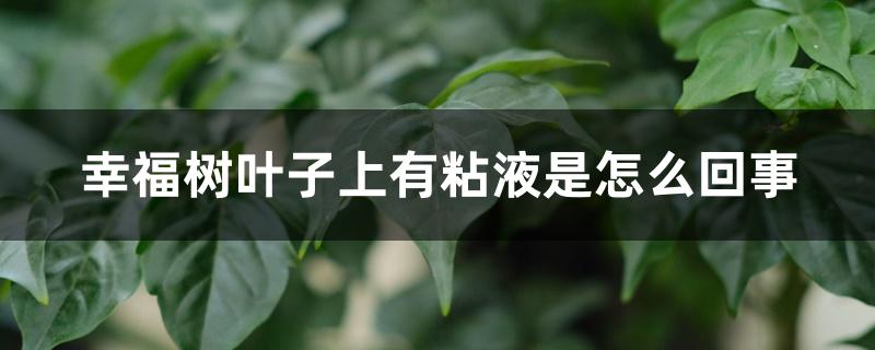 幸福树叶子上有粘液是怎么回事