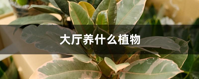 大厅养什么植物