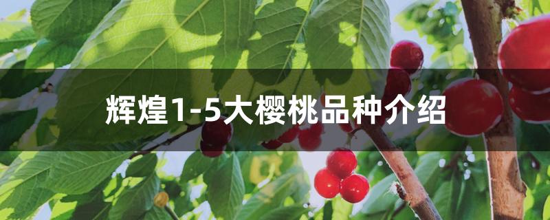 辉煌1-5大樱桃品种介绍