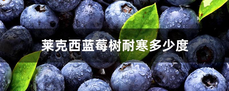 莱克西蓝莓树耐寒多少度