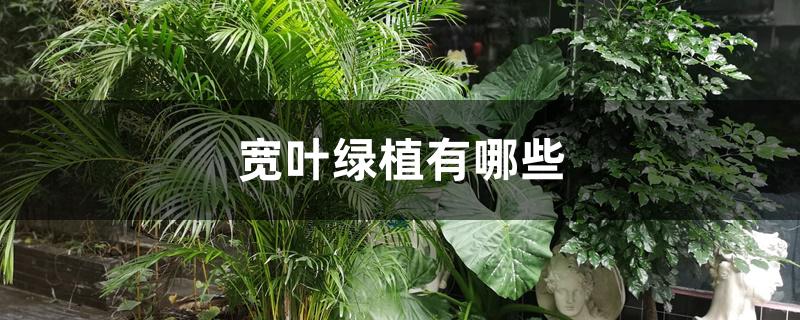 宽叶绿植有哪些