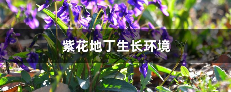 紫花地丁生长环境