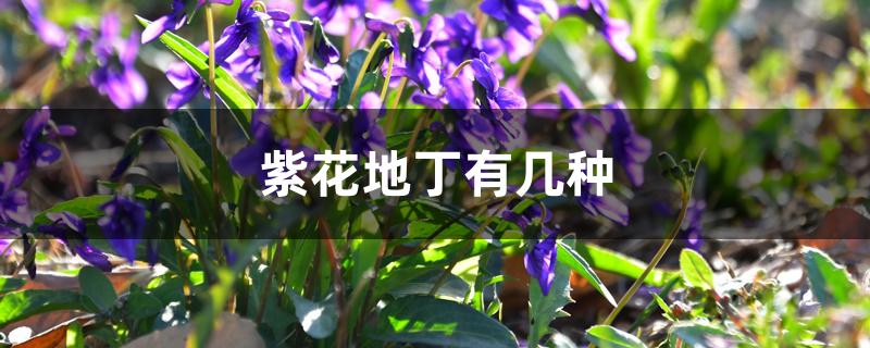 紫花地丁有几种